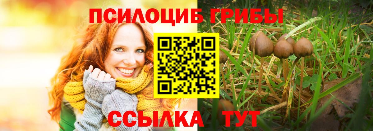 Советск  Галлюциногенные грибы Psilocybe  Вход с VPN 